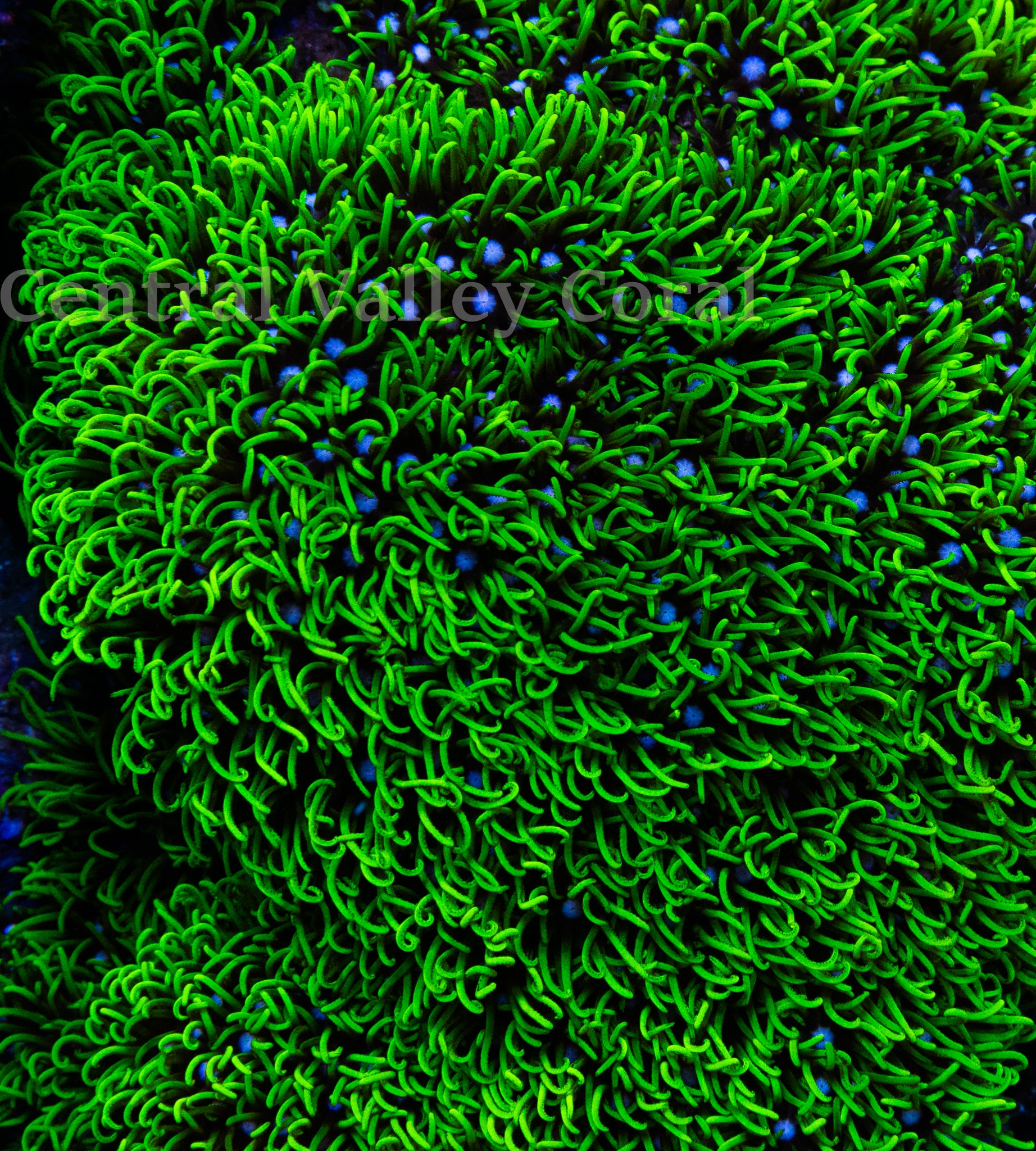 Neon Green Star Polyps