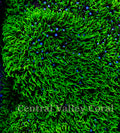 Neon Green Green Star Polyps
