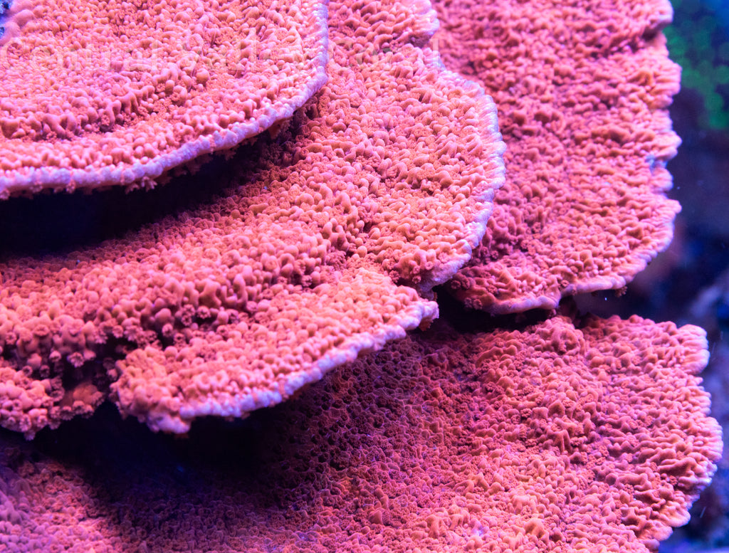 Red Montipora Cap
