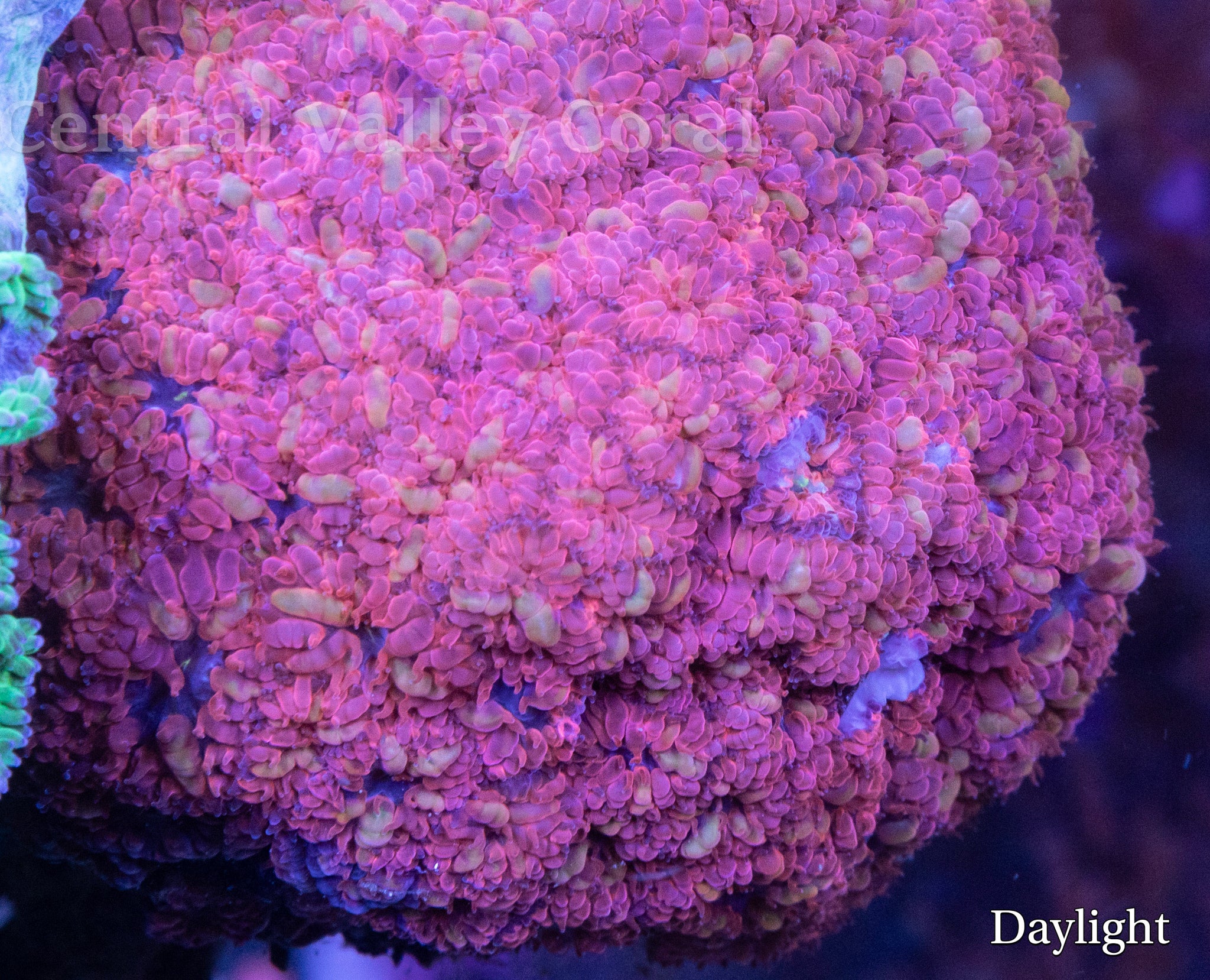 CVC Blue Raven Blasto