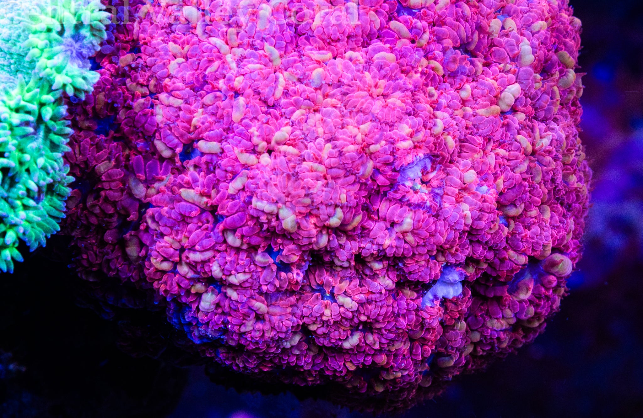 CVC Blue Raven Blasto