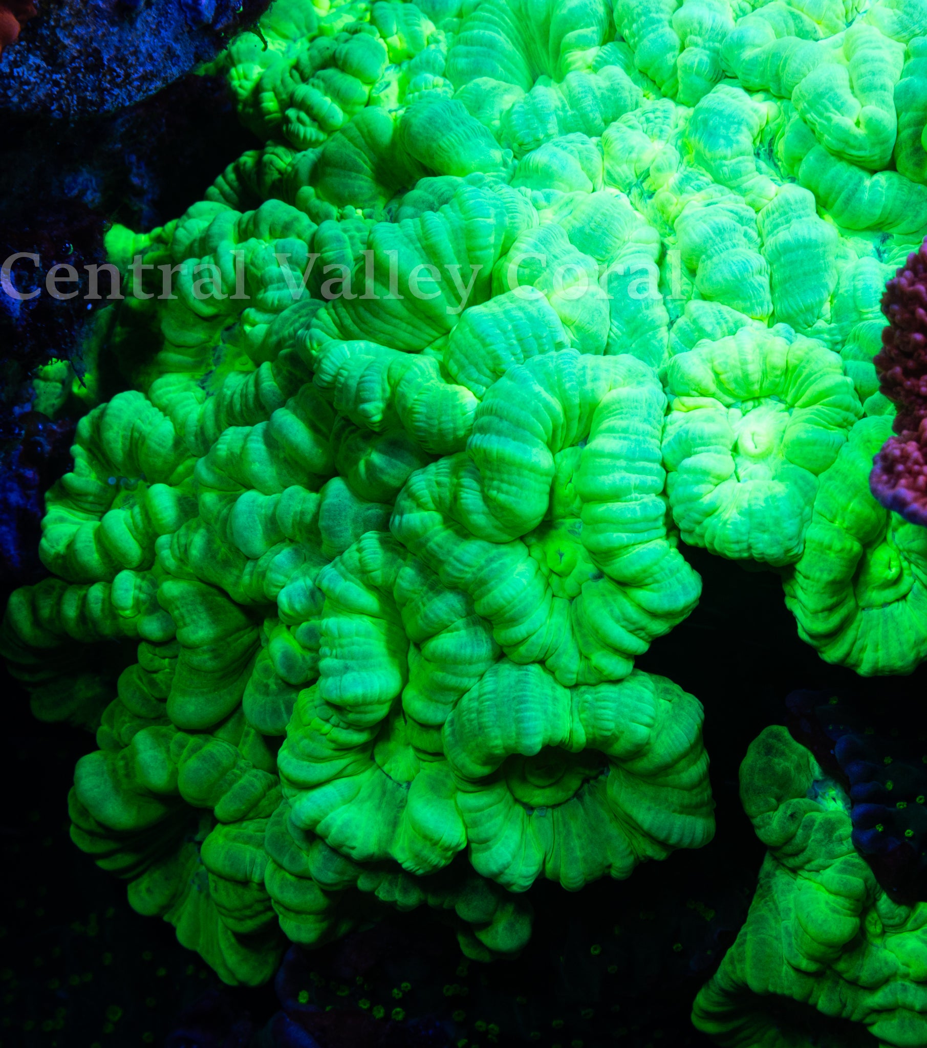 Neon Green Kryptonite Candy Cane