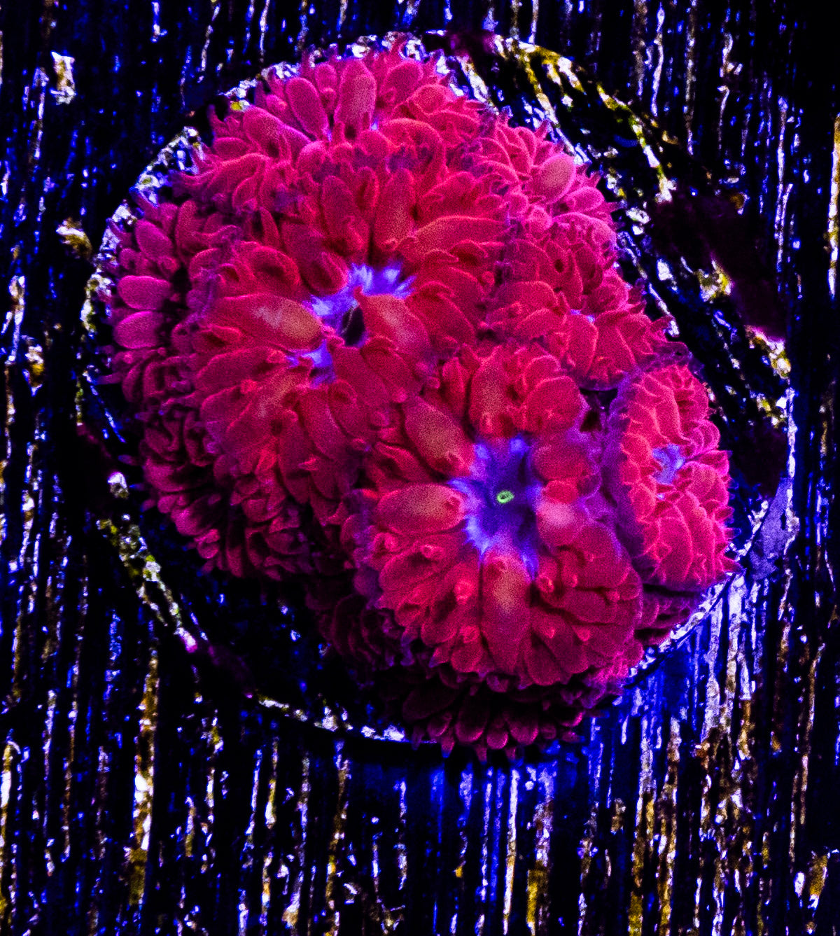 CVC Blue Raven Blasto