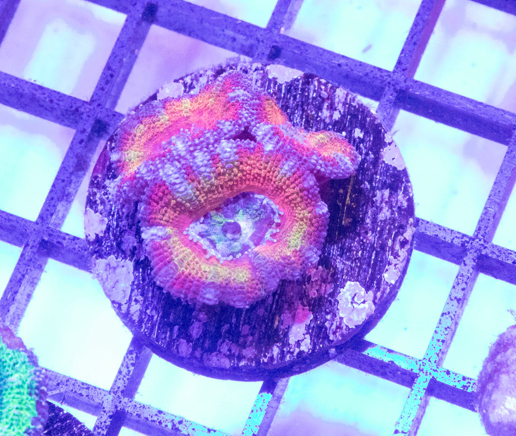 Rainbow Acans