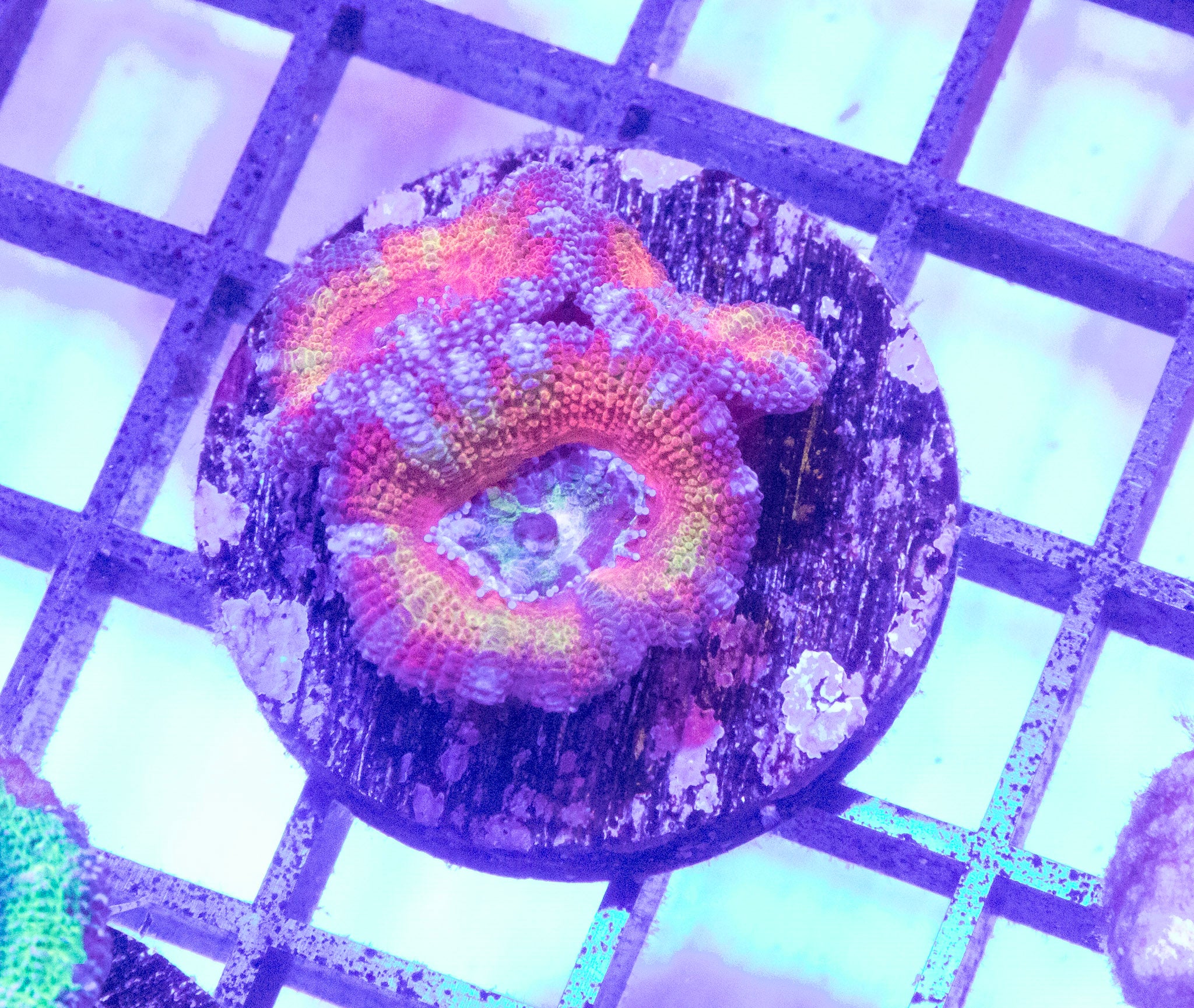 Rainbow Acans