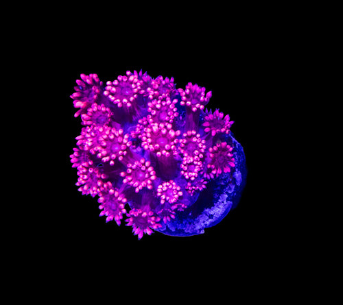 CVC Red & Pink Gonipora