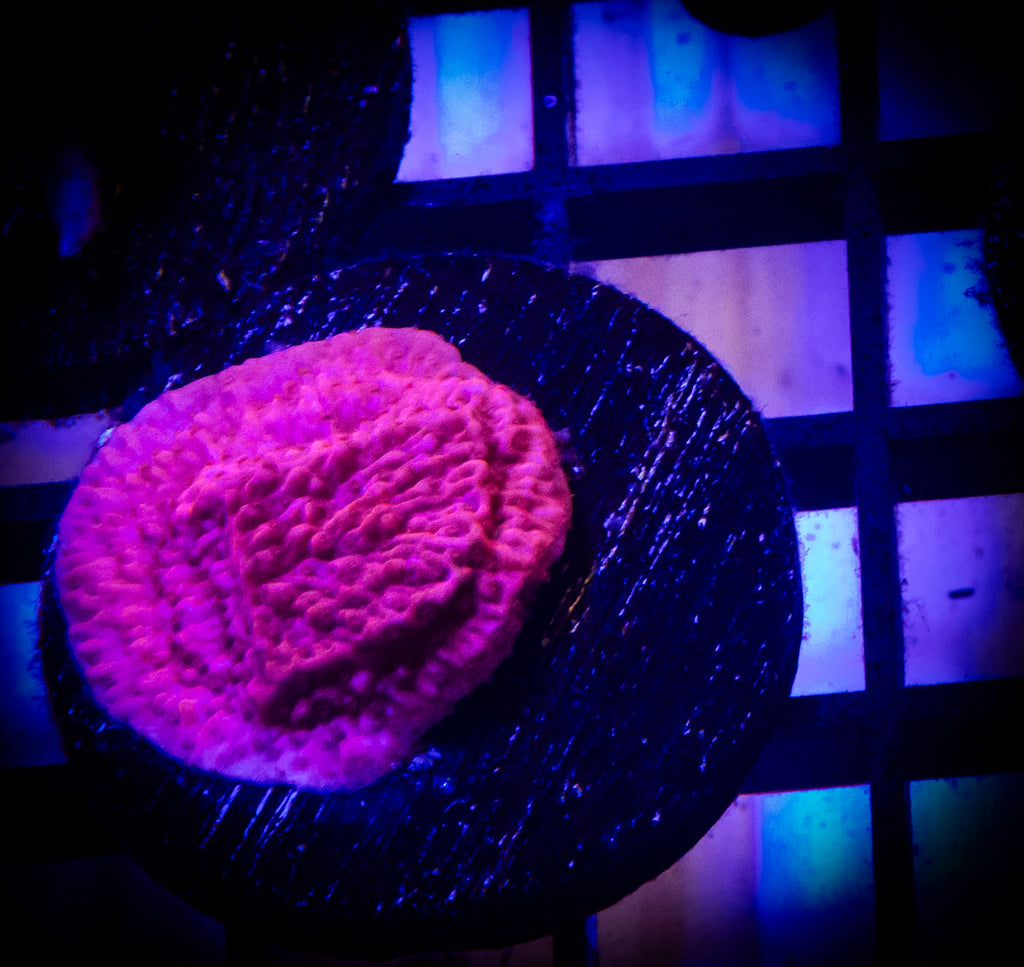 Red Montipora Cap