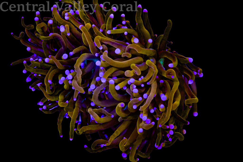 Aquacultured NY Knicks Single