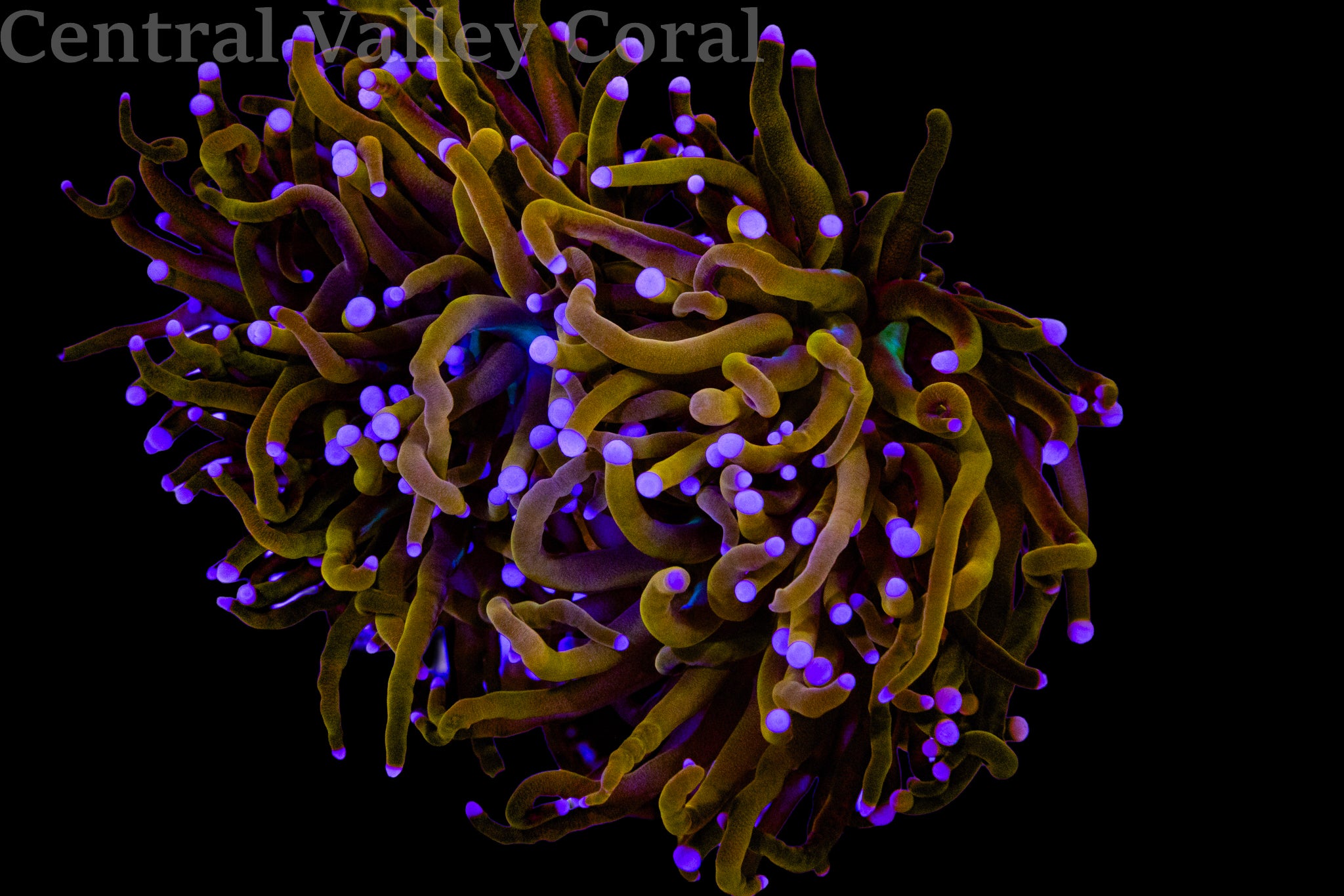 Aquacultured NY Knicks Torch 2 heads