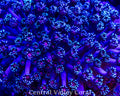CVC Pink Eye frag