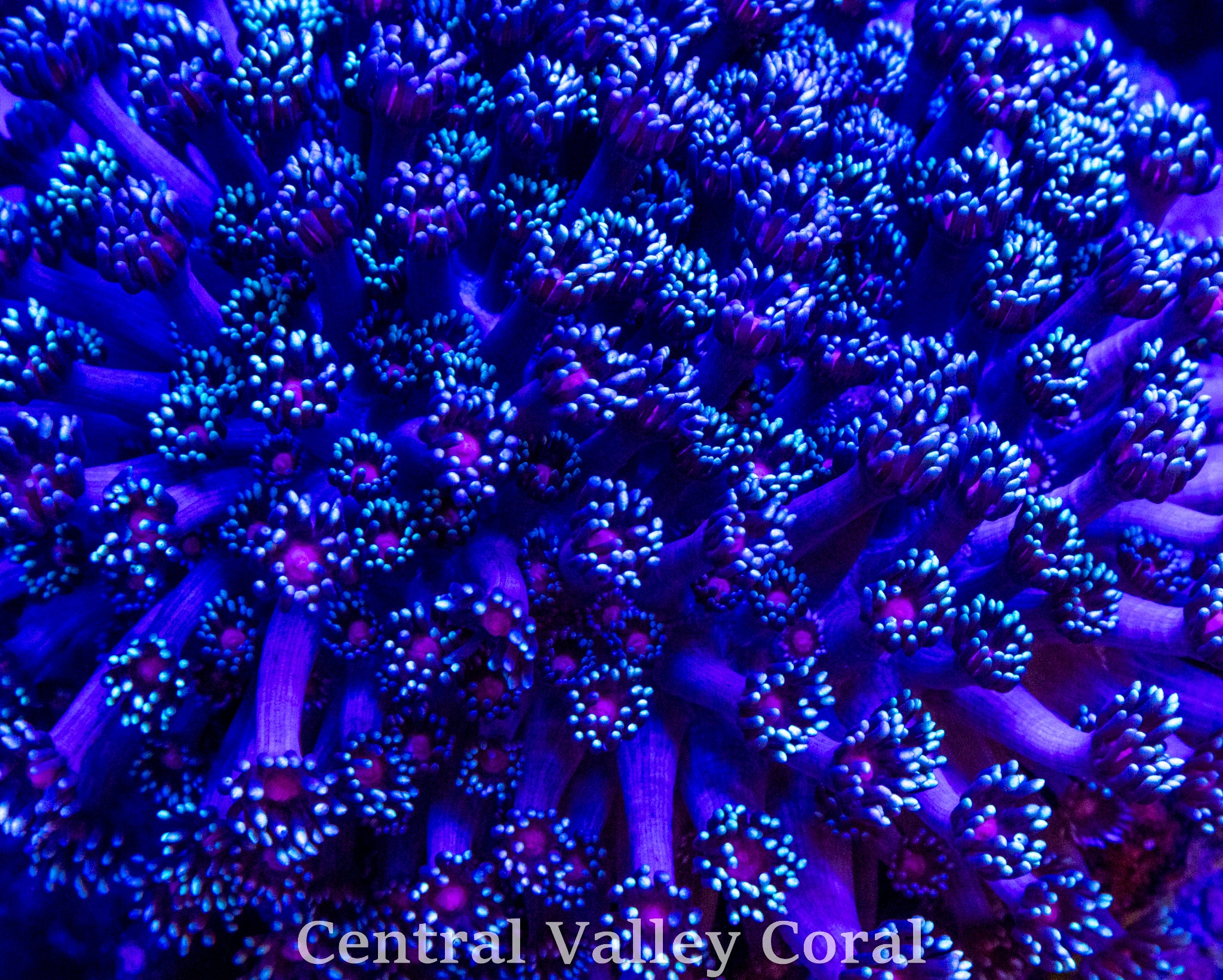 CVC Pink Eye frag