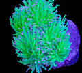 CVC Neon Cotton Candy