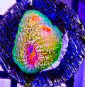 OG Mummy Eye
