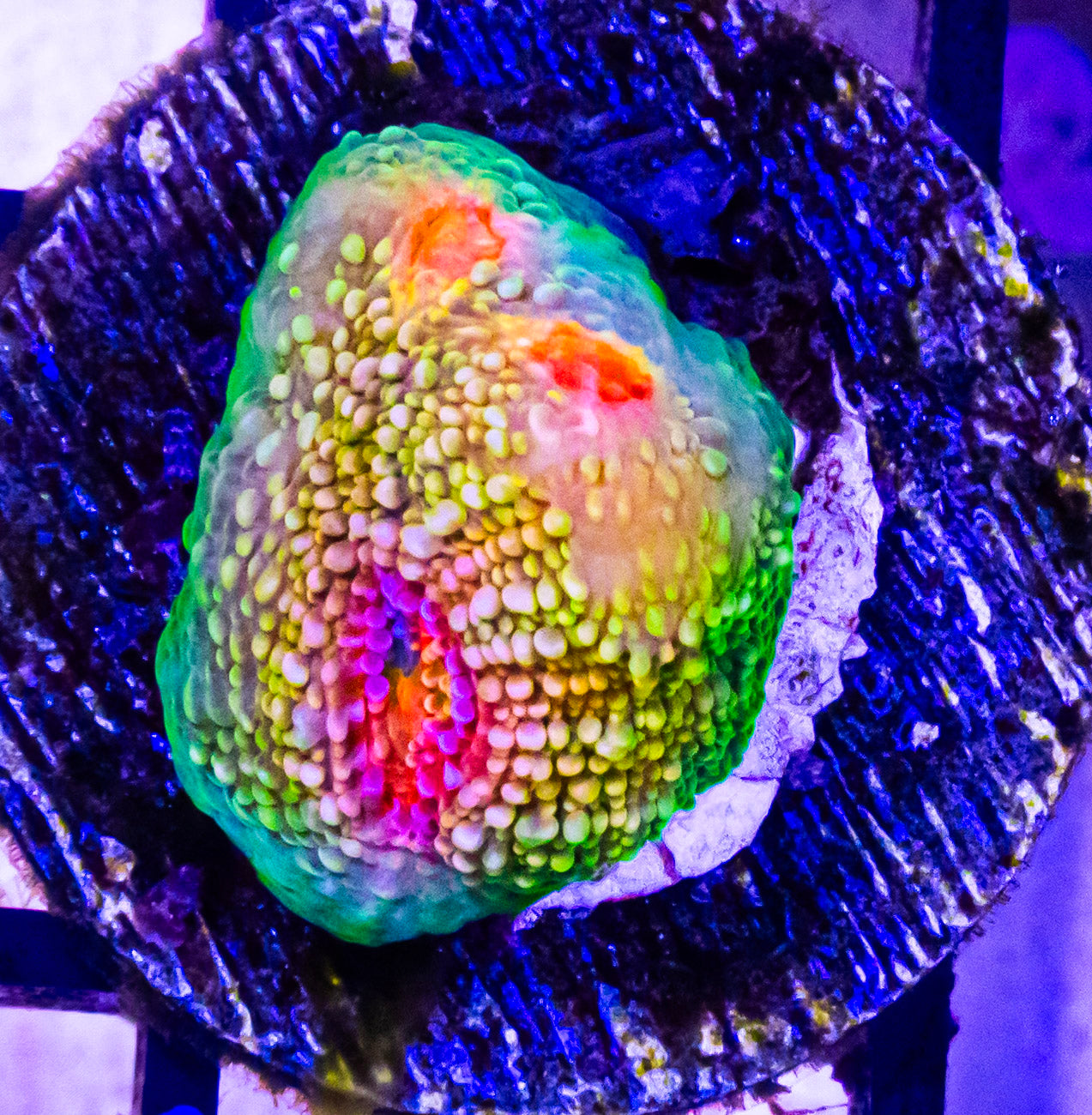 OG Mummy Eye