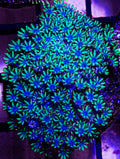 Blue Green Sympodium
