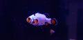 Snowflake Clownfish 1