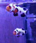 Designer Clownfish Pair