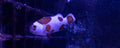 Mocha Storm Clownfish 1
