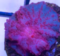 ASD Stripper Lips Mushroom Small