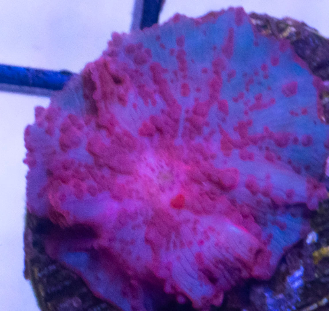 ASD Stripper Lips Mushroom Small