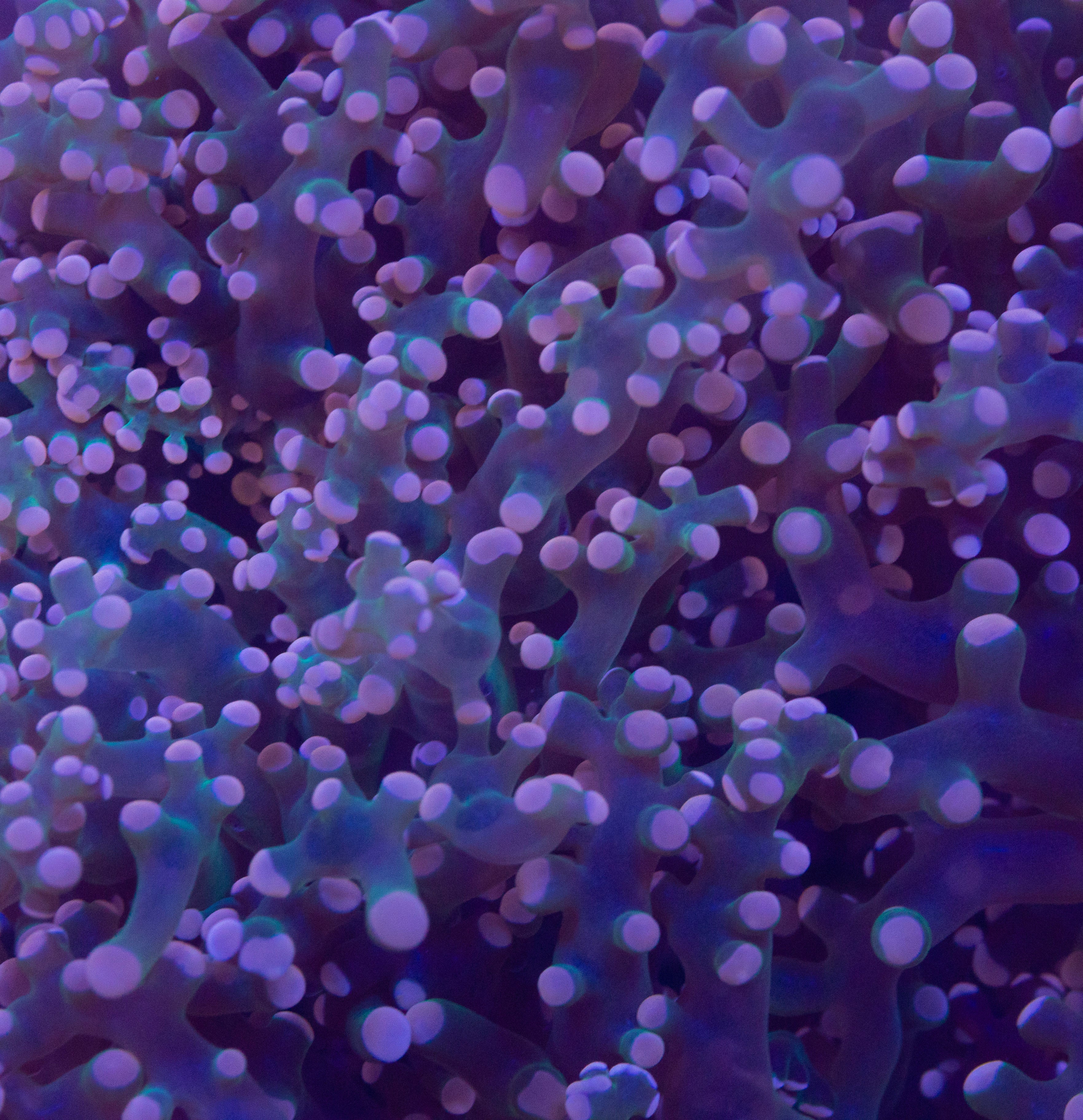 Multi Color Frog Spawn