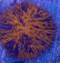 Blotchy Fungia Plate