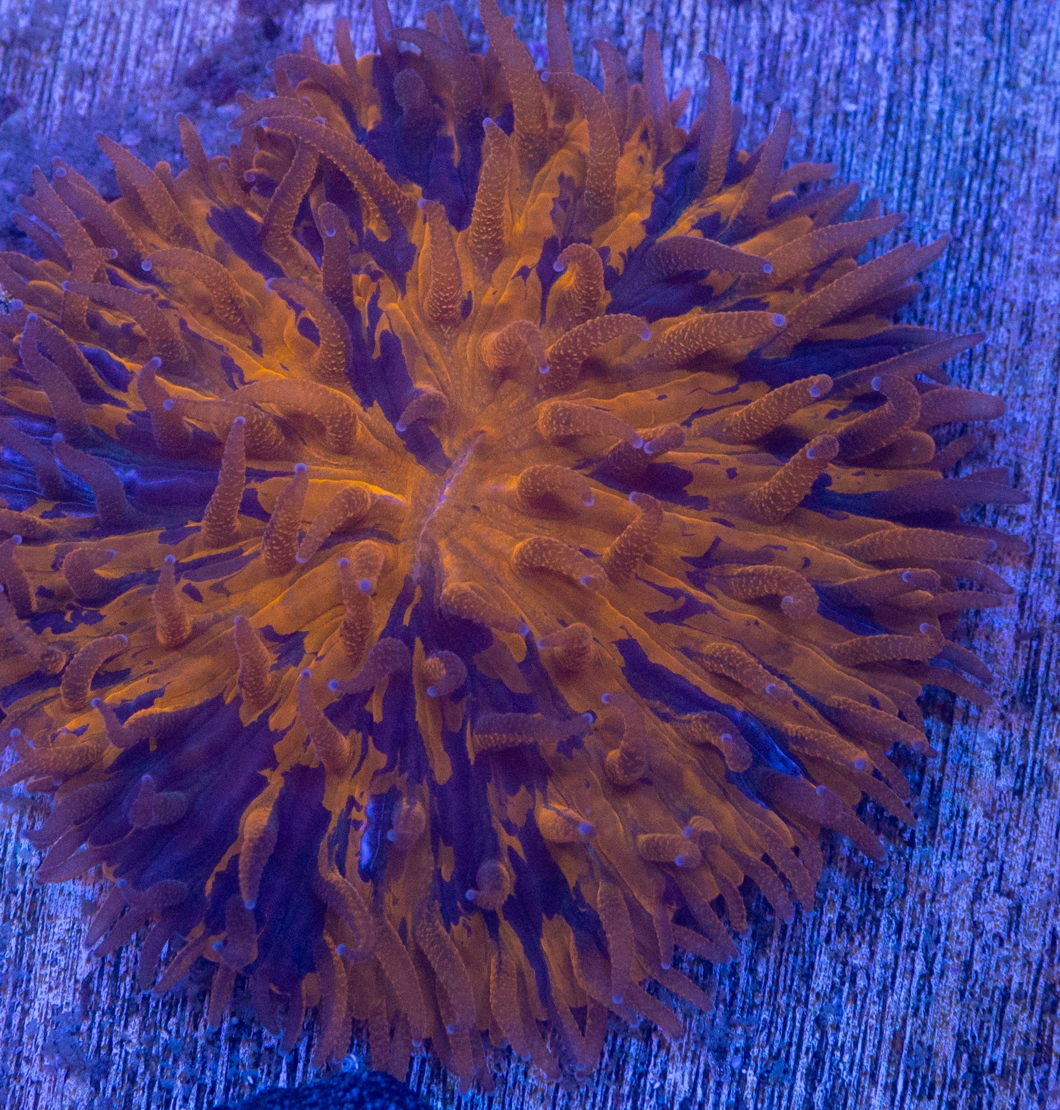 Blotchy Fungia Plate