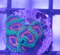 Whammin Watermelons