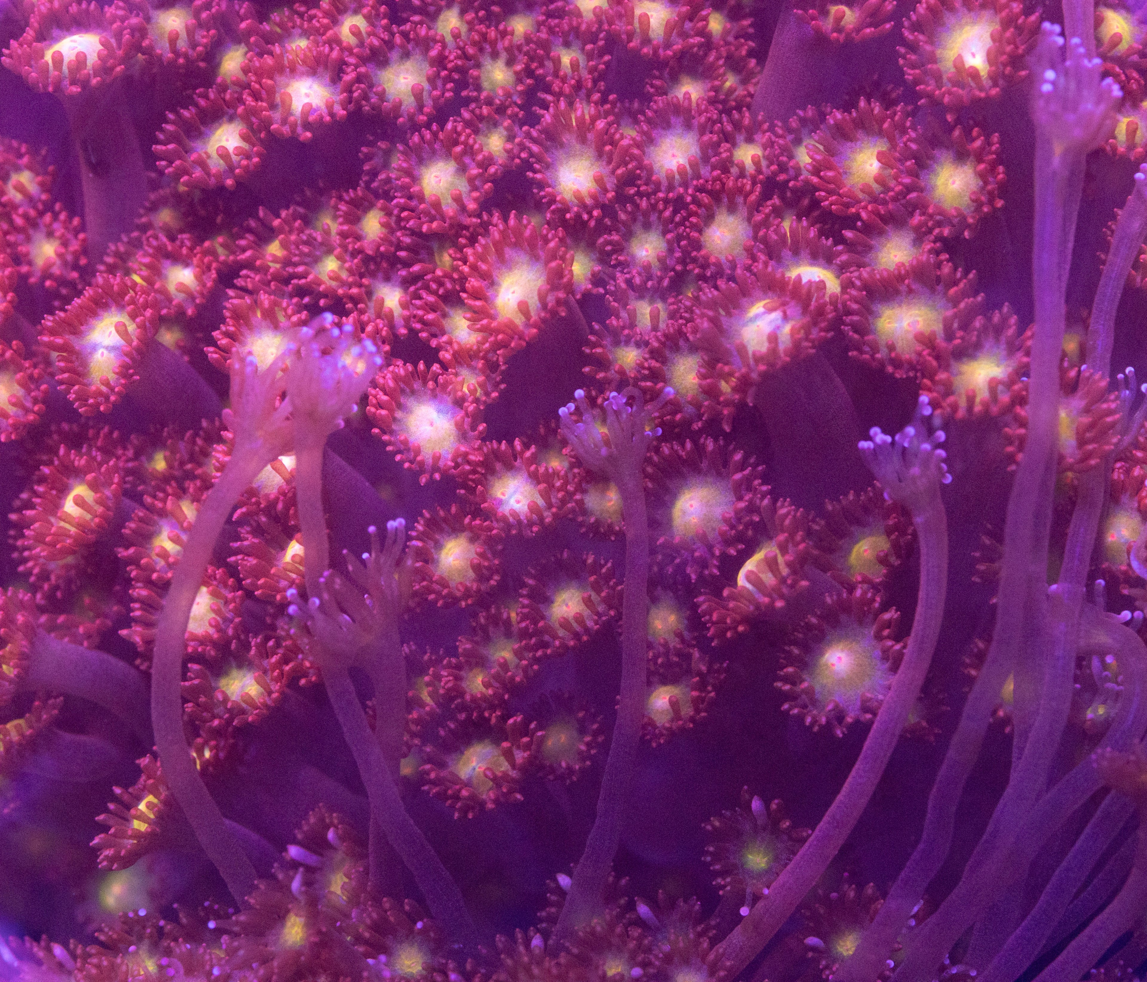 Sunburst Bernardpora