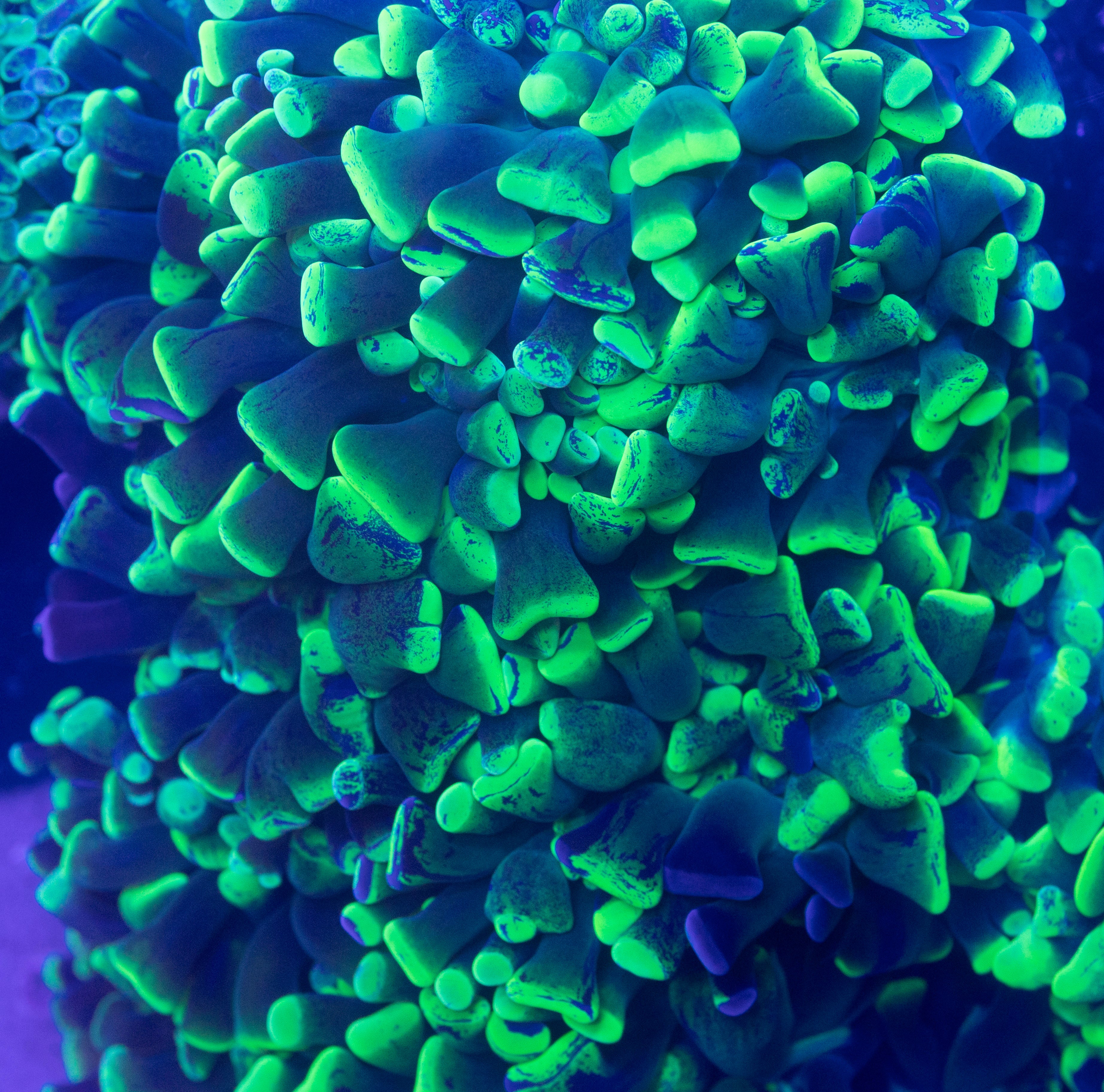 Neon Green Hammer