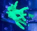 Neon Green Sinularia Leather Coral