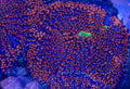 Orange Mushroom coral