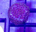 Rainbow Cyphastrea