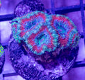 Acans 1
