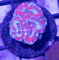 Acans 2