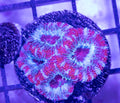 Candy Cane Acans