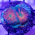 Tie dye Echinata