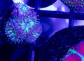Supersonic Blasto