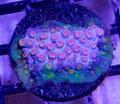 Bizarro Cyphastrea