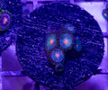 Uknown Zoas