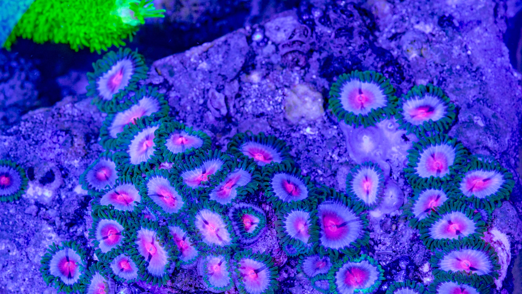 Miami Vice Frag