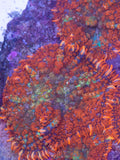 Multi color rhodactis