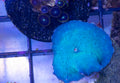 Fluorescent Turquoise Disco