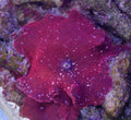 Pink Speckled Mushroom