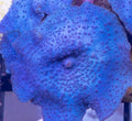 CVC Blue Mushroom