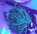 Green Gonipora