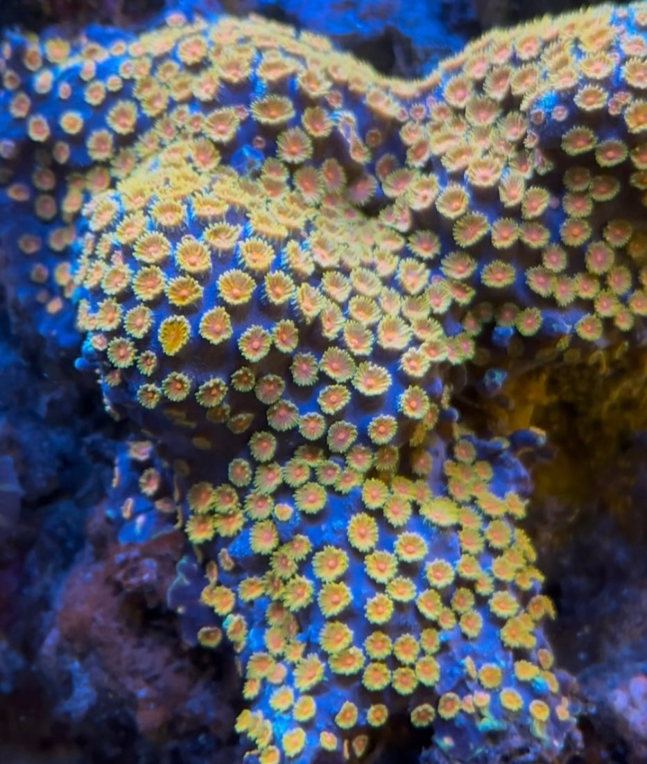 Bizarro Cyphastrea