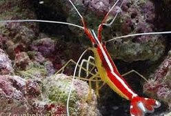 Cleaner Shrimp