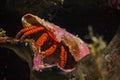 Orange Halloween Hermit Crab