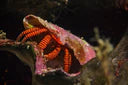 Orange Halloween Hermit Crab